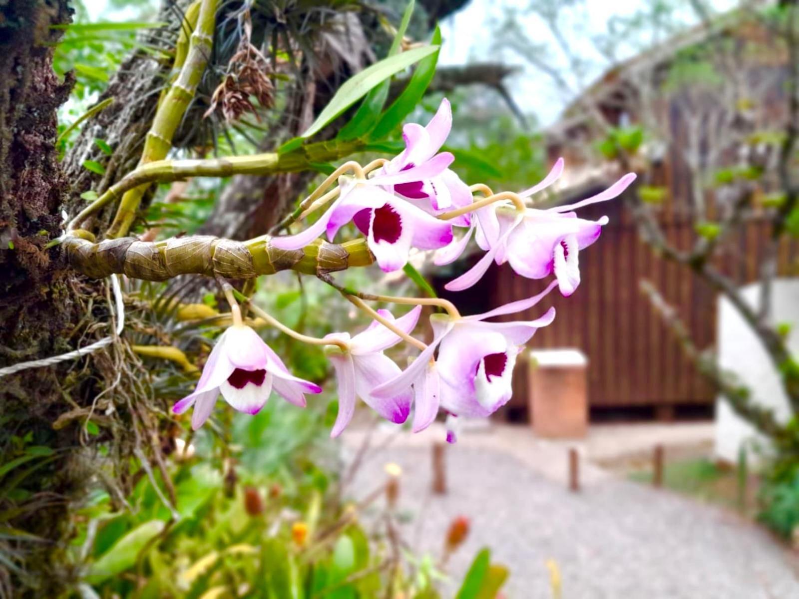 Recanto Das Bromelias Chales Guarda do Embaú Buitenkant foto