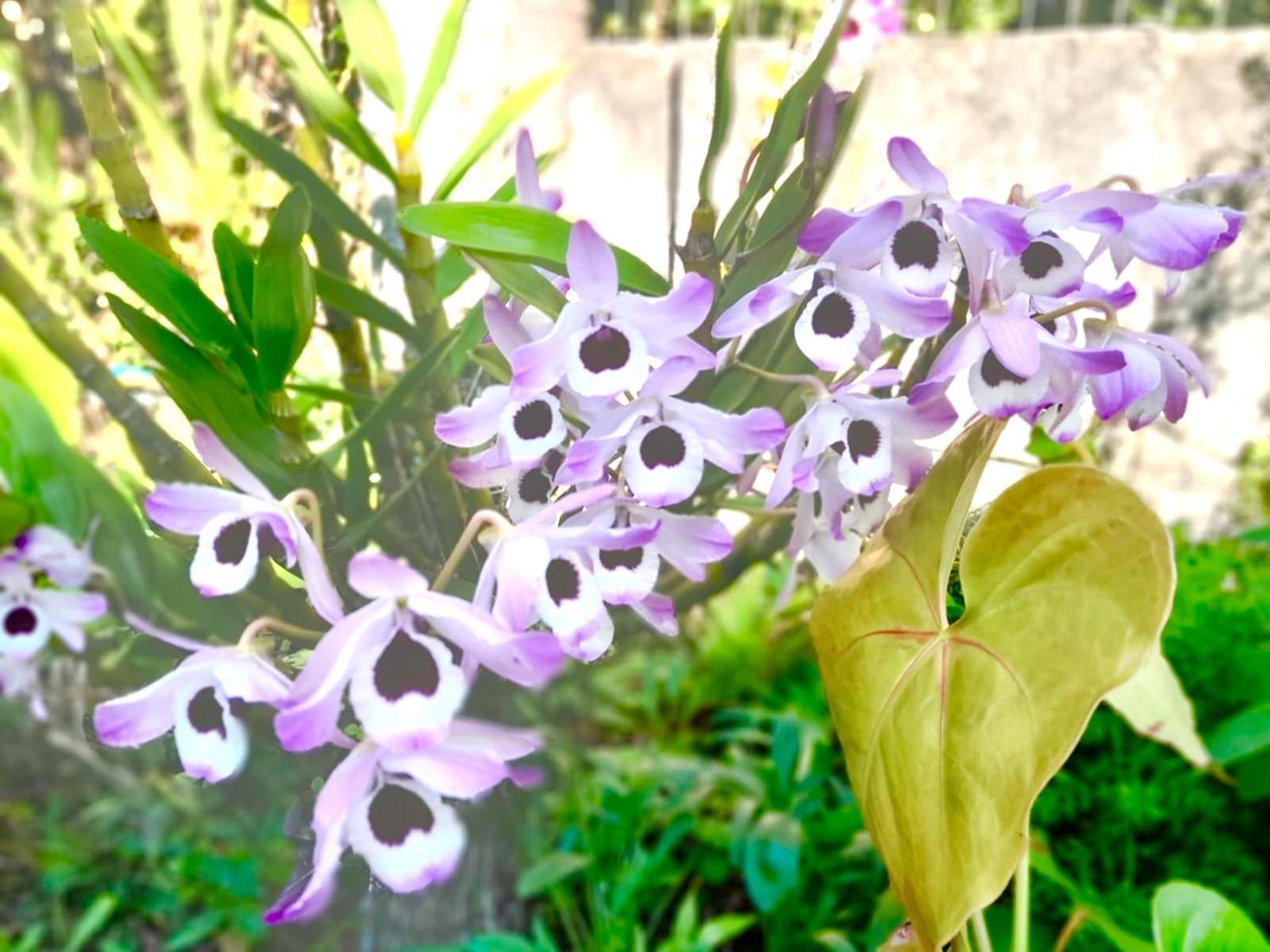 Recanto Das Bromelias Chales Guarda do Embaú Buitenkant foto