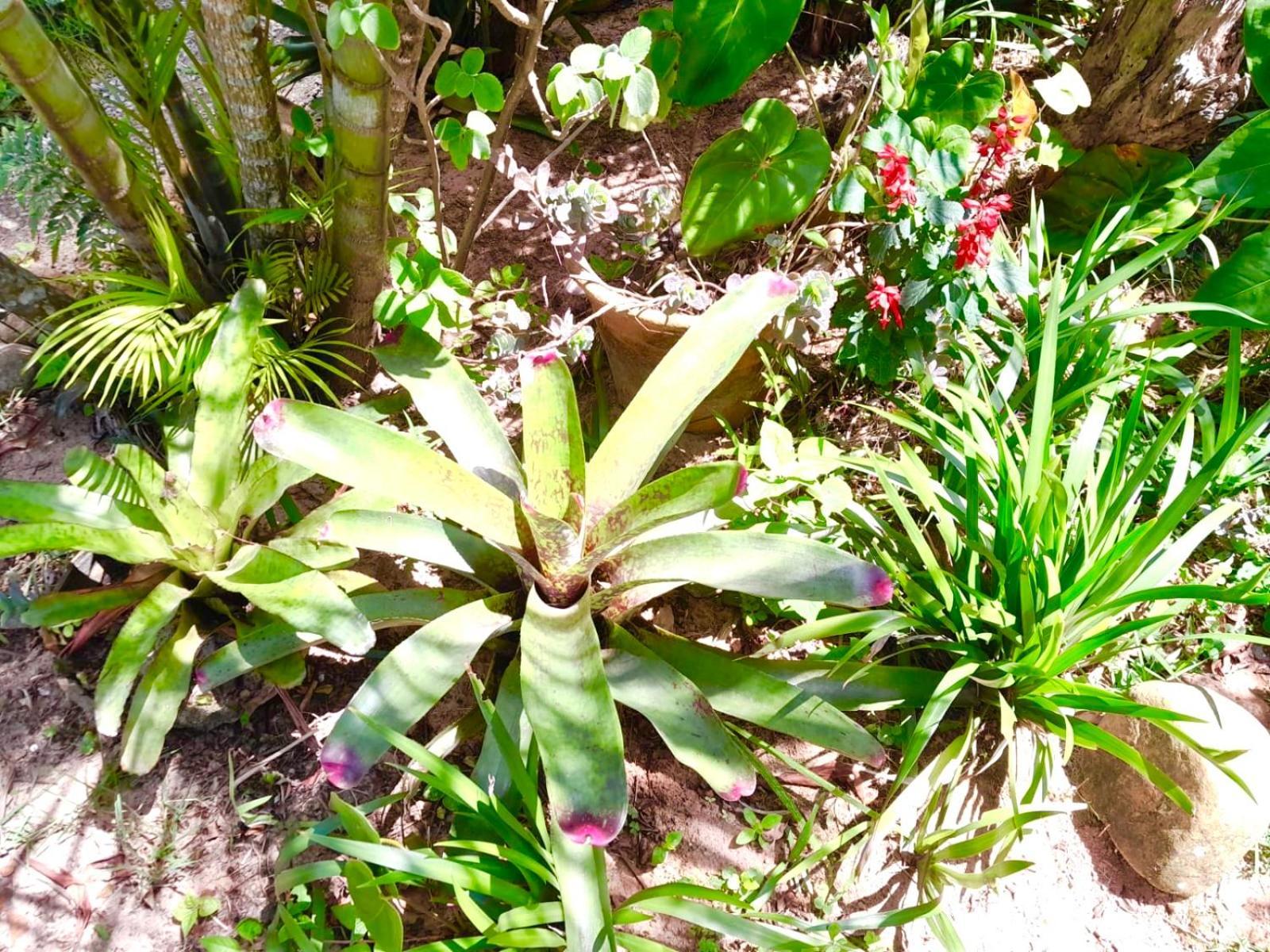Recanto Das Bromelias Chales Guarda do Embaú Buitenkant foto