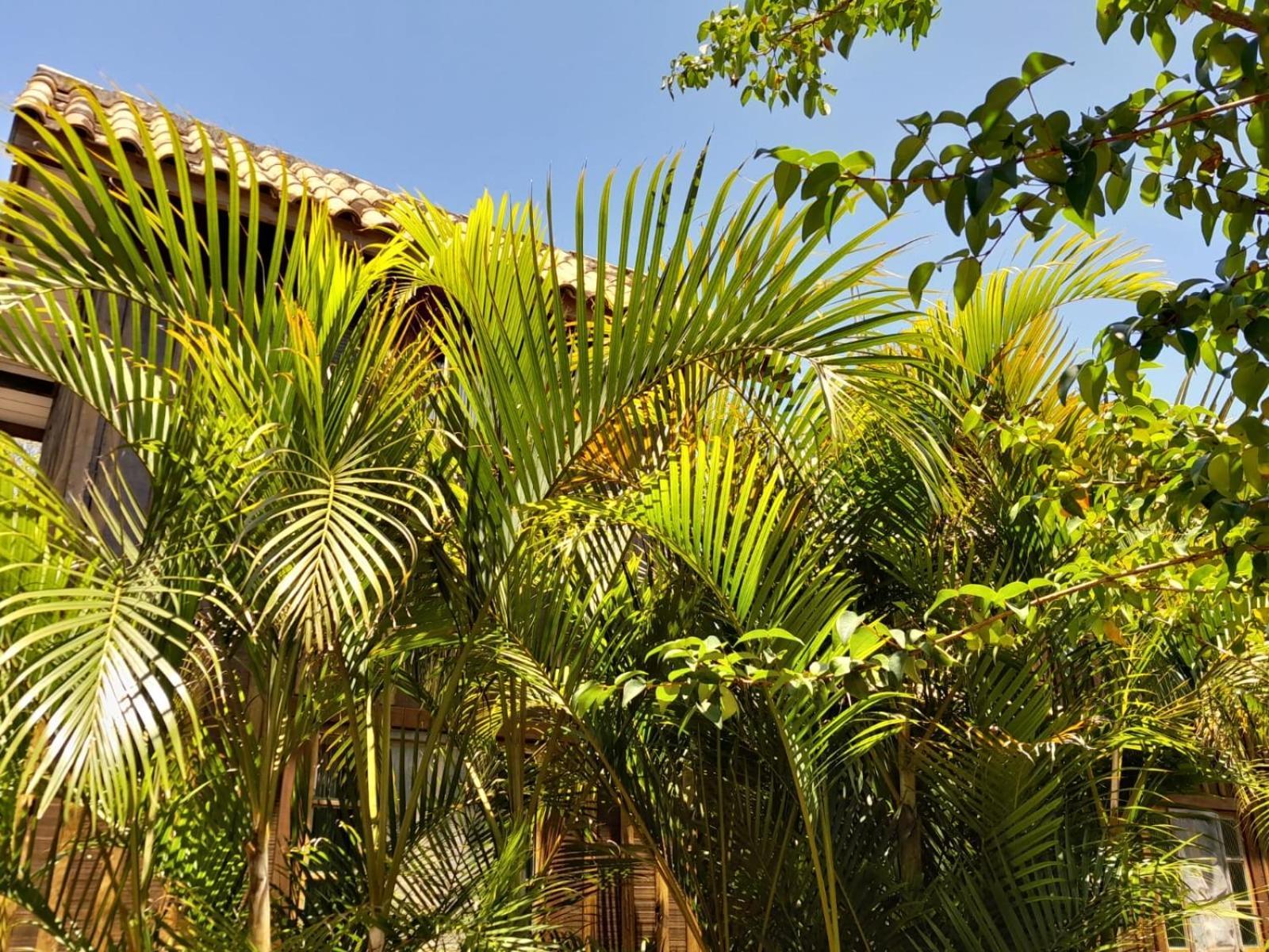 Recanto Das Bromelias Chales Guarda do Embaú Buitenkant foto